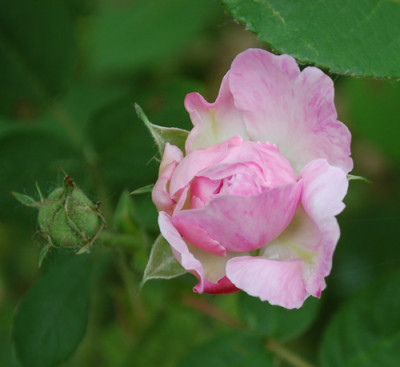 Nymphe_Tepla_0010__69934.jpg
