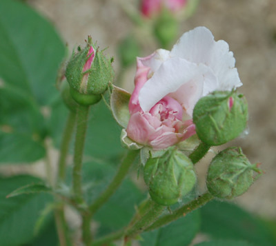 Ovid_0010__70052.jpg