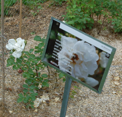 Schneelicht_0010__70066.jpg