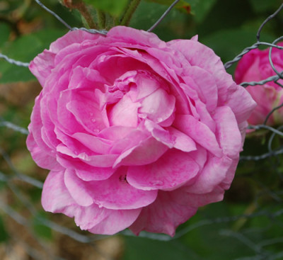 Virago_0010__69964.jpg