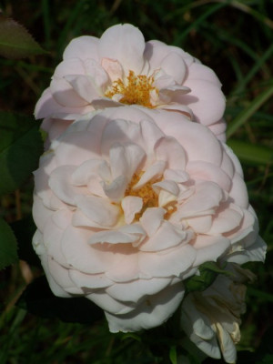 Lions_Rose.jpg