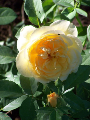 2010_Graham_Thomas.jpg