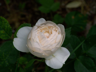 Glamis_Castle.jpg