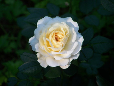 Crocus_Rose.jpg