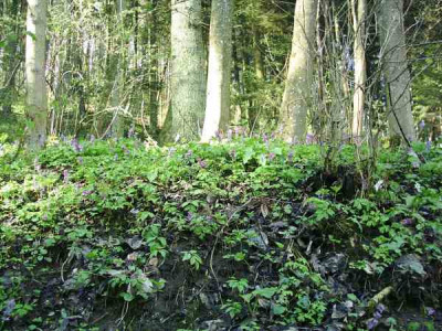 3_Corydaliswiese1.jpg
