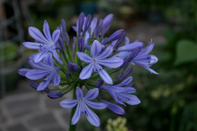 Agapanthus0108a.jpg