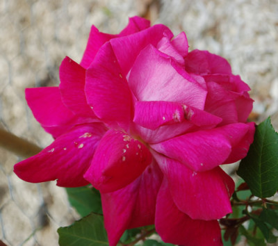 Wenzel_Geschwind_0010__69901.jpg