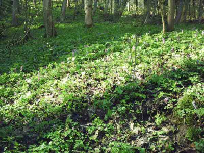 4_Corydaliswiese2.jpg