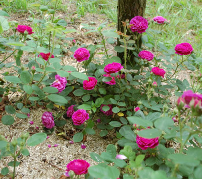 Zigeunerknabe_0010__69978.jpg
