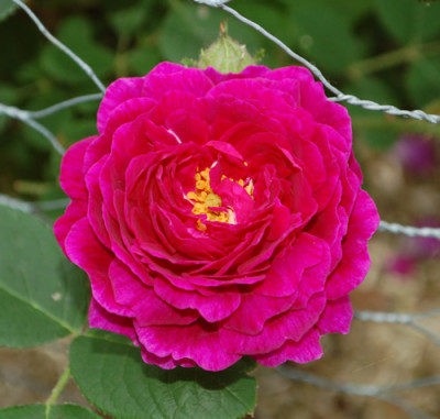 Zigeunerknabe_0011__69979.jpg