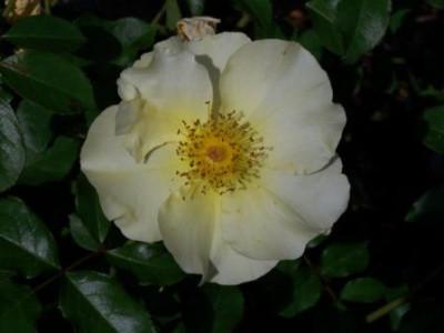 Pimprenelle07.JPG