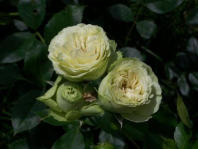 LovelyGreen05.JPG