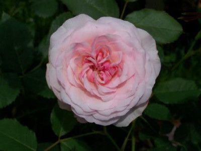 OrsolaSpinola01.JPG