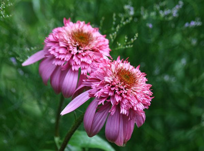 Echinacea_Hybride_Razzmatazz.jpg