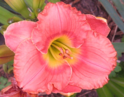 hem_elegantcandy.jpg