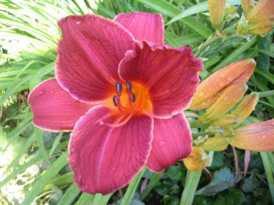 hem_rotbraunorangerschlund60cm.jpg