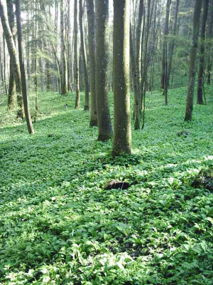 7_Barlauchwiese.jpg