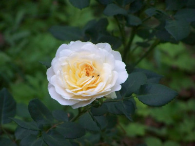 Crocus_Rose_2.jpg