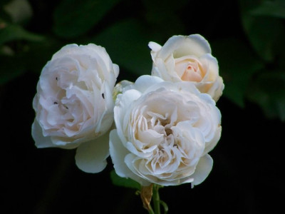 2010_Sebastian_Kneipp.jpg