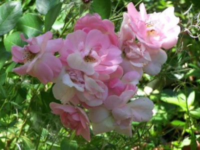 2010_Centenaire.jpg