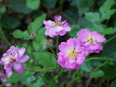 2010_Lavender_Dream_.jpg