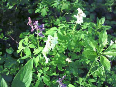 9_Corydaliswiese4.jpg