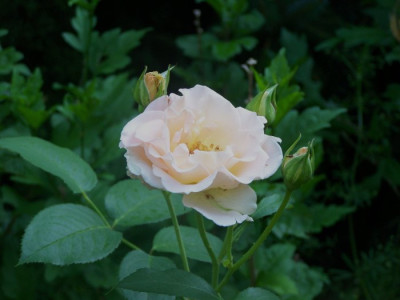 2010_Rokoko.jpg