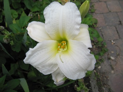 hemerocallis_3_024.jpg