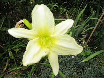 hemerocallis_3_023.jpg