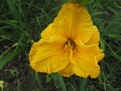 hemerocallis_3_By_myself027.jpg