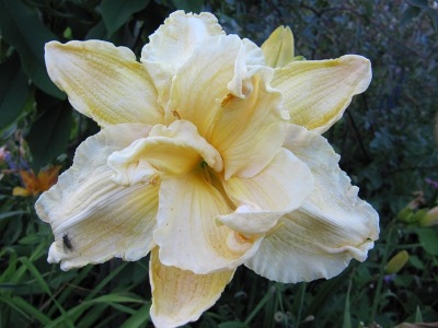 hemerocallis_3_creme008.jpg