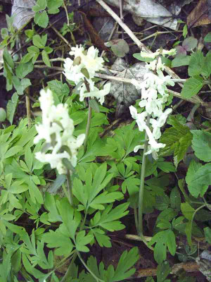 10_Corydaliswiese_weiss1.jpg