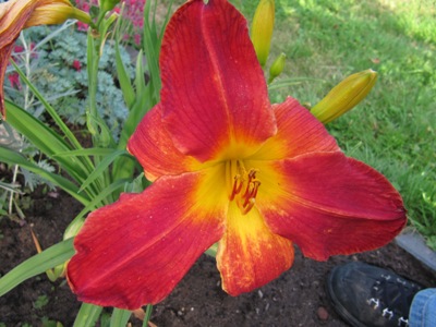 hemerocallis_3_Top_piority006.jpg