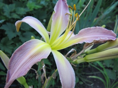 hemerocallis_3_watchyl_lavender_blue010.jpg
