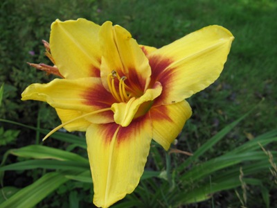 hemerocallis_3_Mount_helena002.jpg