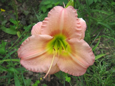 hemerocallis_3_samling030.jpg