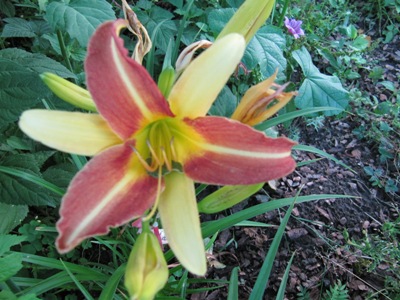 hemerocallis_3_020.jpg
