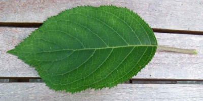 Hydrangea_aspera_Kawakamii_1024x768.jpg