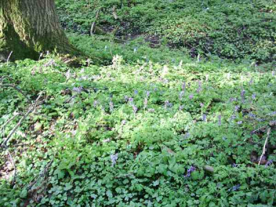 12_Corydaliswiese7.jpg