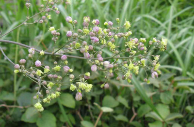 Thalictrum_Elin_2_1024x768.jpg