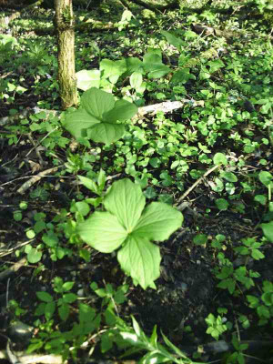 13_Einbeere_Paris_quadrifolia.jpg