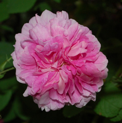 Nouvelle_Pivoine_0010__74878.jpg