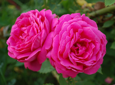Urdh_0010__74866.jpg
