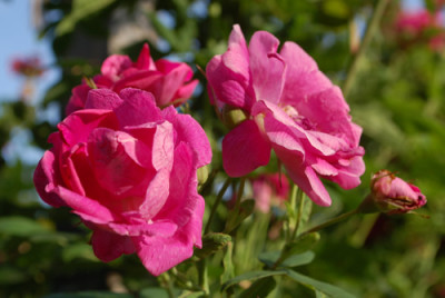 Amadis_0010__75001.jpg