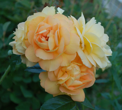 Bernstein_Rose_0010__75050.jpg