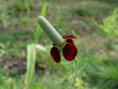 DSC00011.jpg