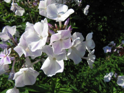 heller_Phlox_100714.jpg