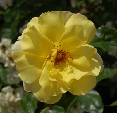 Golden_Showers_0010__74958.jpg