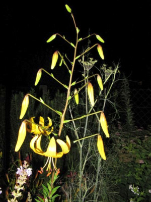 Citronella_nachts_100716.jpg