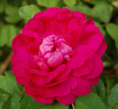 Panachee_de_Lyon_0010__74991.jpg